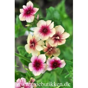 Floks. Cherry caramel. Phlox drummondii. Fr