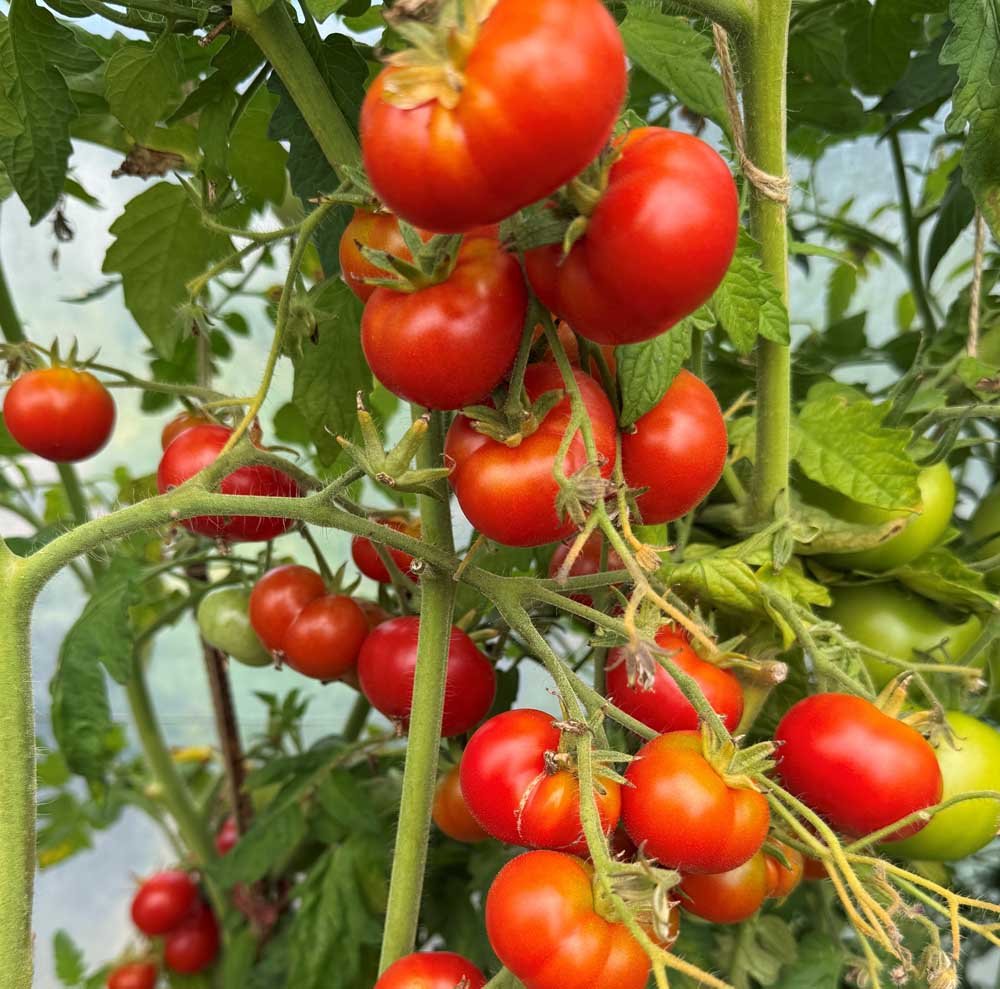 Allertidligste tomat