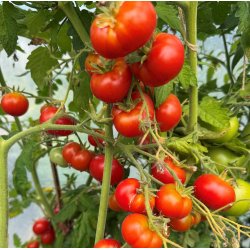 Tomat. Flonda. Solanum lycopersicum. Fr