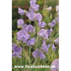 rteblomster. Flora Norton. Lathyrus odoratus. Fr