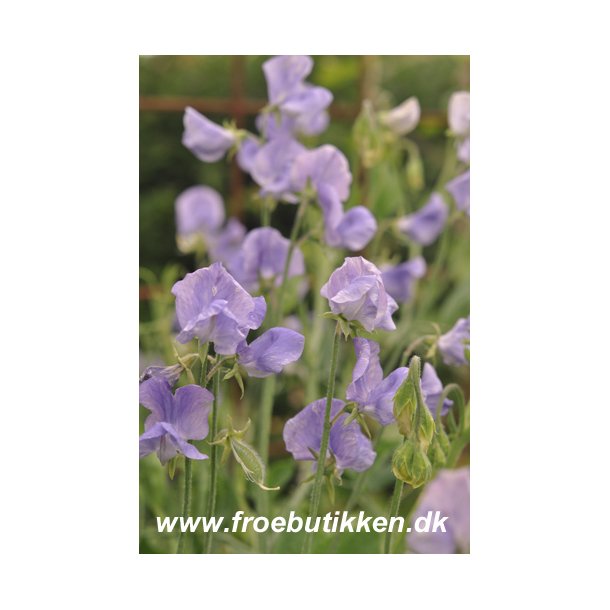 rteblomster. Flora Norton. Lathyrus odoratus. Fr