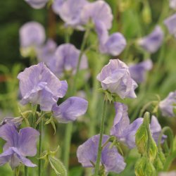 �rteblomster fr�. Old Spice. Flora Norton. Lathyrus odoratus. Ca. 70 Fr�