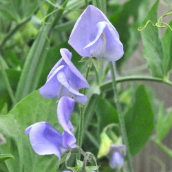 �rteblomster fr�. Old Spice. Flora Norton. Lathyrus odoratus. Ca. 70 Fr�