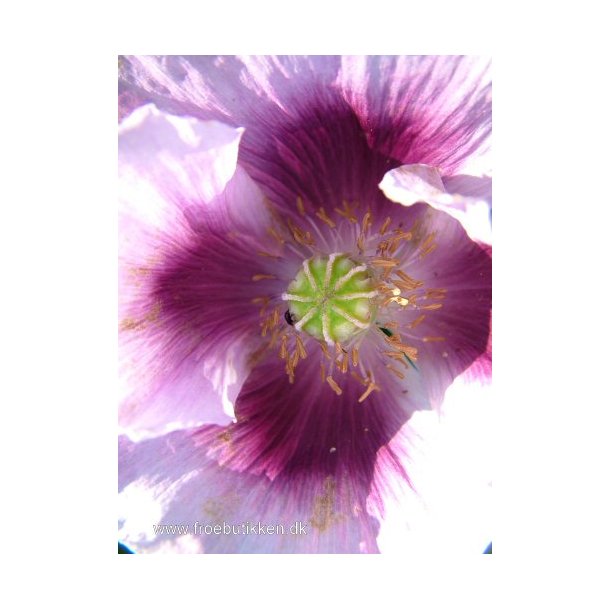 Opiumvalmue. Florist poppy. ID1982-1206. Fr