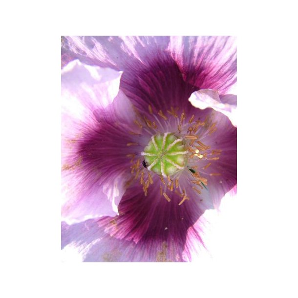 Opiumvalmue. Papaver somniferum. Florist Poppy. Fr.