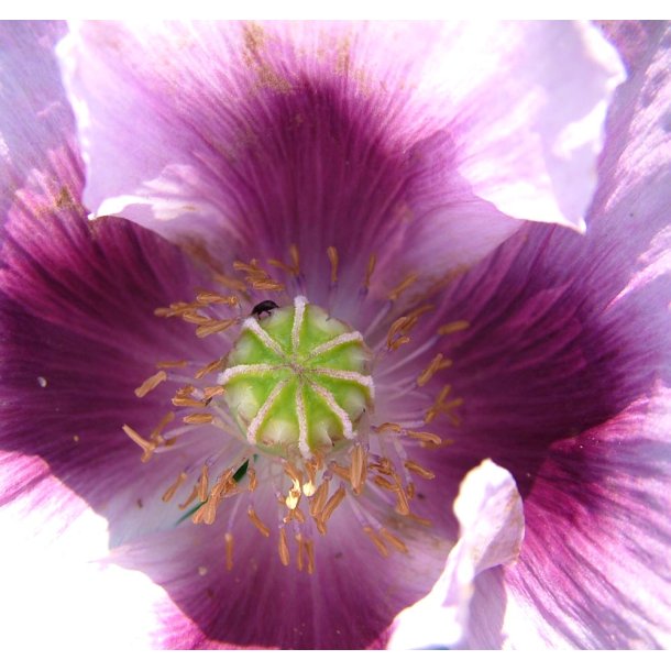 Opiumvalmue. Florist poppy. Papaver somniferum. Fr