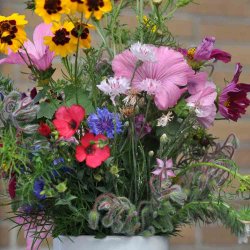 Blomsterblanding fr�. Nyttig buketmix. X-tra stor portion til ca. 100 m2. Fr�.