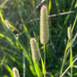 Gr�sser. Engrottehale. Phleum pratense. Ca. 18000 Fr�