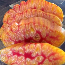 Tomat fr�. Gourmansun. Solanum lycopersicum. Ca. 6 fr�. F1