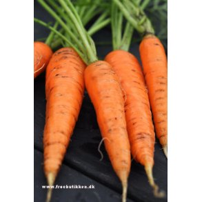 Gulerod. Flyaway. Daucus carota var. sativus. F1. Fr.
