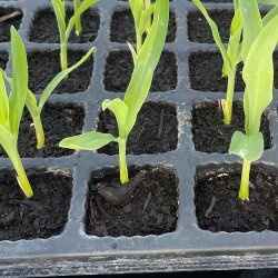 Majs fr�. Golden Bantam. Zea mays. Ca. 12 �kologiske fr�.