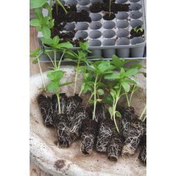 Forspiringsst. Til 49 planter. Med lg.