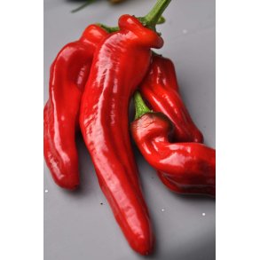 Peber fr�. Friggitello. Capsicum annuum. Ca. 12 fr�