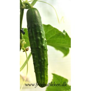 Agurk. Sonja.  kologisk. Cucumis sativus. F1. Fr