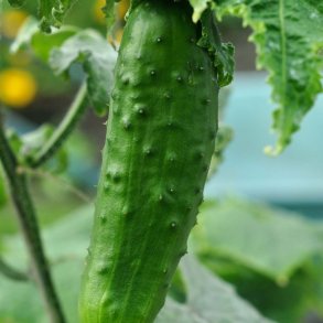 Agurk fr�. Sonja.  �kologisk. Cucumis sativus. F1. Ca. 20 Fr�
