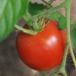 Tomat fr�. Pyros. Solanum lycopersicum. F1 Ca. 25 Fr�