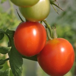 Tomat fr�. Pyros. Solanum lycopersicum. F1 Ca. 25 Fr�