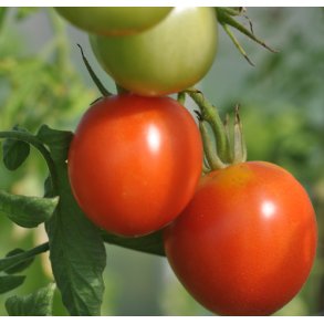 Tomat. Pyros. Solanum lycopersicum. F1 Fr