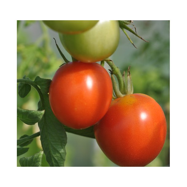 Tomat. Pyros. Solanum lycopersicum. F1 Fr
