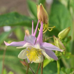 Akelejer fr�. McKana Giants. Aquilegia x hybrida. Ca. 530 Fr�.