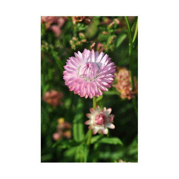 Kmpeevighedsblomster. Tall bright rose. Helichrysum bracteatum. Fr