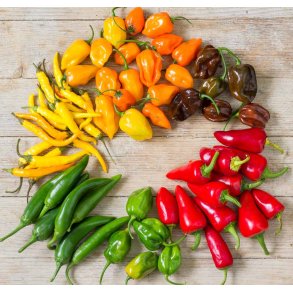 Chili. Mix. Capsicum annuum. Fr.