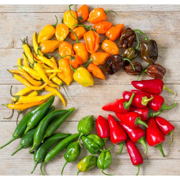 Chili. Mix. Capsicum annuum. Fr.