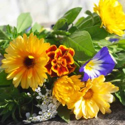 Blomsterblanding fr� til lave blomster. XL pose. Til ca. 100 m2. Fr�