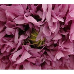 Opiumvalmue. Mix.  Papaver somniferum. Fr.