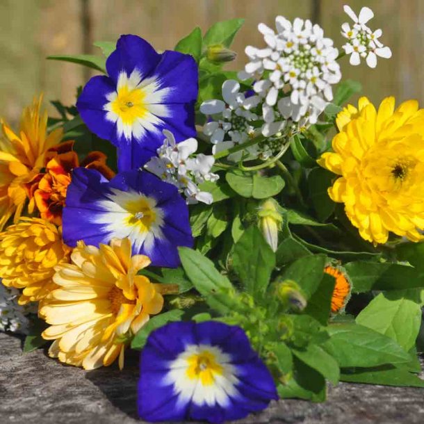 Blomsterblanding fr� til lave blomster. XL pose. Til ca. 100 m2. Fr�
