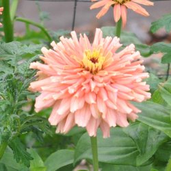 Fr�kenhat fr�. Cactus giant senorita. Zinnia elegans. Ca. 200 Fr�