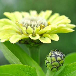 Fr�kenhat fr�. Envy.  Zinnia elegans. XL pose. Ca. 3700 Fr�.