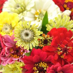 Fr�kenhat fr�. Dahlia flowered Mix. Zinnia elegans.  Ca.180 Fr�.