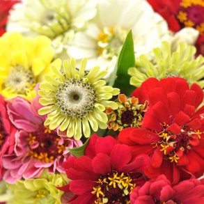 Fr�kenhat fr�. Dahlia flowered Mix. Zinnia elegans. XL pose. Ca. 2900 Fr�.