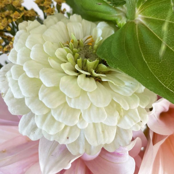 Fr�kenhat fr�. Polar bear. Zinnia elegans. Ca. 200 Fr�.