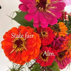 Fr�kenhat fr�. State fair mix. Zinnia elegans. Ca. 200 Fr�