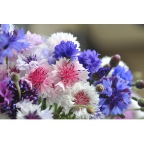 Kornblomster. Frosty mix. Centaurea cyanus. Fr.