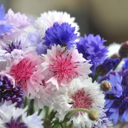 Kornblomster fr�. Frosty mix. Centaurea cyanus. Ca. 1250 Fr�.