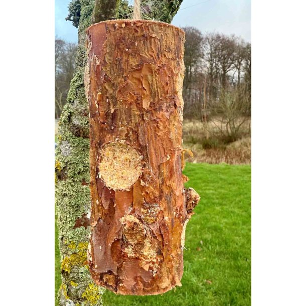 Fuglefoder / tr�stamme med fedt og kokosn�dder