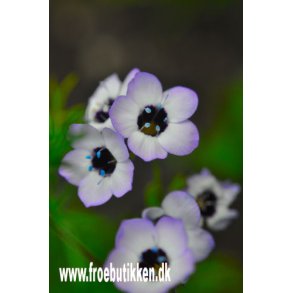 Fugleje. Gilia tricolor. Fr.