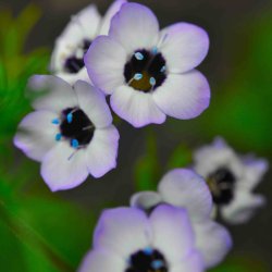 Fugle�je fr�. Gilia tricolor. XL pose. Ca. 12000 Fr�.