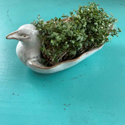 Fuglesk�l. Stent�j