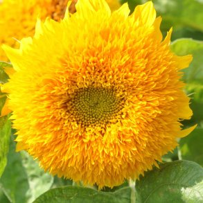 Solsikke fr�. Sungold. Dwarf. Helianthus annuus. Ca. 185 Fr�.