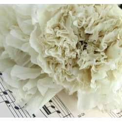 Opiumvalmue. Mix. Papaver somniferum. Fr.