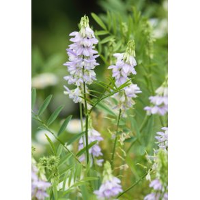 Stregblg. Lge. Galega officinalis. Fr