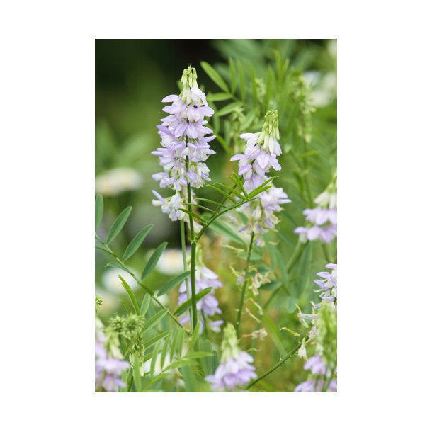 Stregblg. Lge. Galega officinalis. Fr