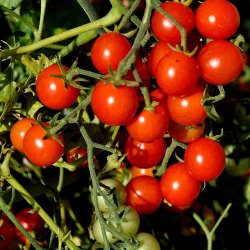 Tomat fr�. Garden Pearl. Solanum lycopersicum. Ca. 13 Fr�