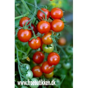 Tomat. Garden Pearl. Solanum lycopersicum. Fr