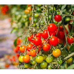 Tomat. Gardeners delight. Solanum lycopersicum.Fr