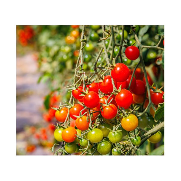 Tomat. Gardeners delight. Solanum lycopersicum. kologisk. Fr.